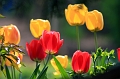 Tulipany 2